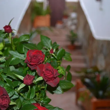 Gæstehus Casa Alamo Agaete Agaete (Gran Canaria)